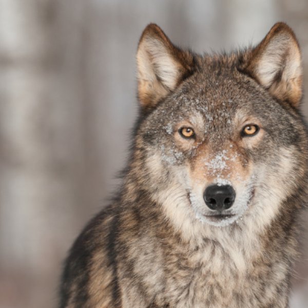 Mario Guedes 